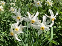 6 May 2018 Narcissus
